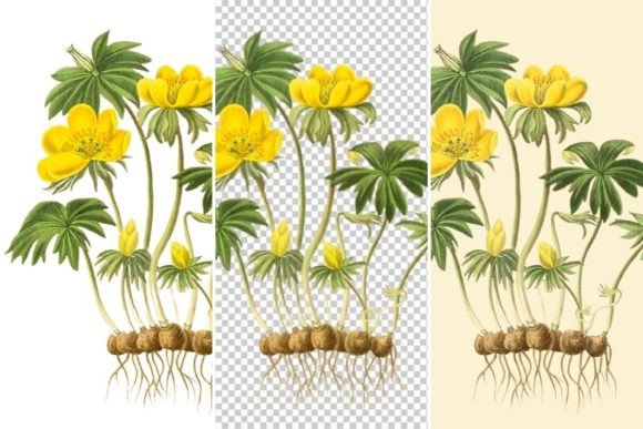 Download Winter Aconite Illustration,Yellow Flowe - Winter Collection